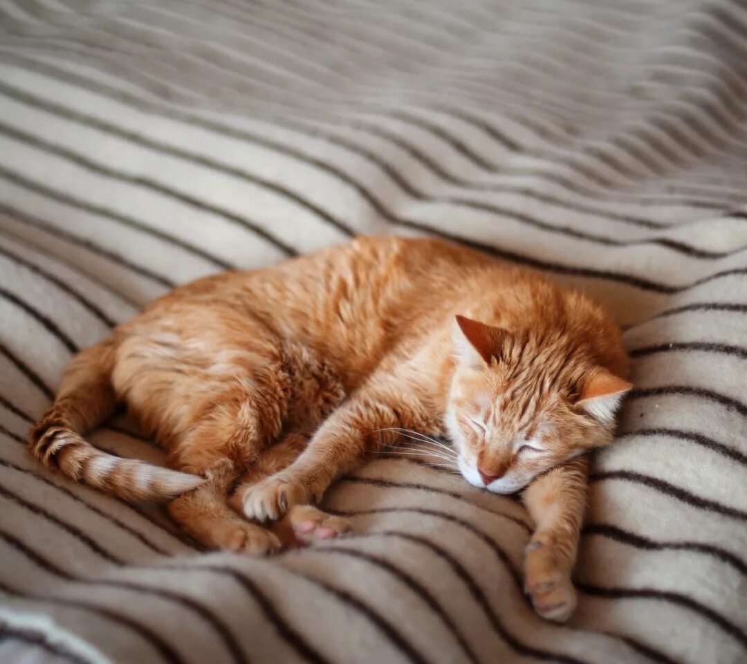 Котенок хочет спать. Спящий кот. Рыжий котенок спит. Спящий котик. Спокойной ночи рыжий кот.