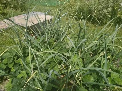 Желтеют листья чеснока кончики листьев