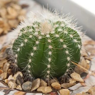 Cactus 1