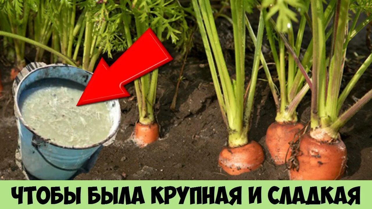 подкормка моркови в открытом грунте. чем подкормить морковь в июле. удобрение для моркови. подкормка моркови в открытом грунте. сорта моркови с гладкой поверхностью.