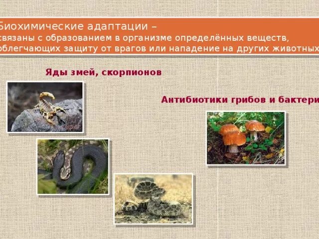 Приспособленность организмов к среде обитания, ее относительный характер - презе