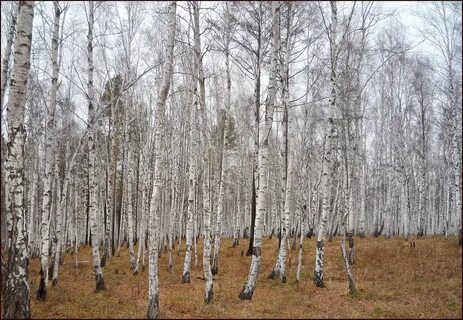 Березовая роща 5а иркутск