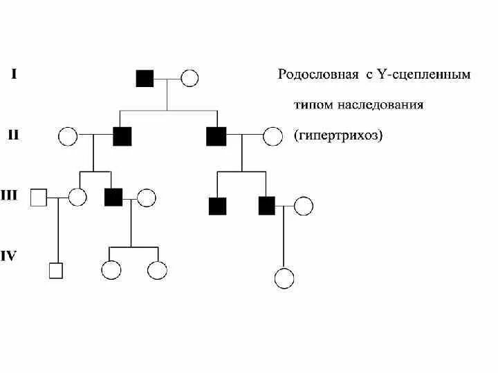 Родословная с у сцепленным типом наследования. Родословная y-сцепленного типа наследования.. Х сцепленный рецессивный Тип наследования. Голандрический Тип наследования родословная. Классическая гемофилия и дальтонизм наследуются