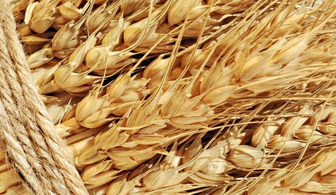 Сельское хозяйство рожь. Урожай пшеницы. Пшеница крупным планом. Красивое поле пшеницы. Спелые колосья пшеницы.