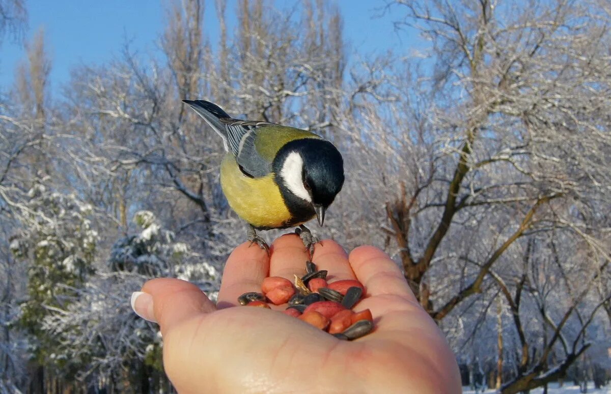 Синица в природе. Синичка на руке. Синичка. Синица в руках. Синички летают.
