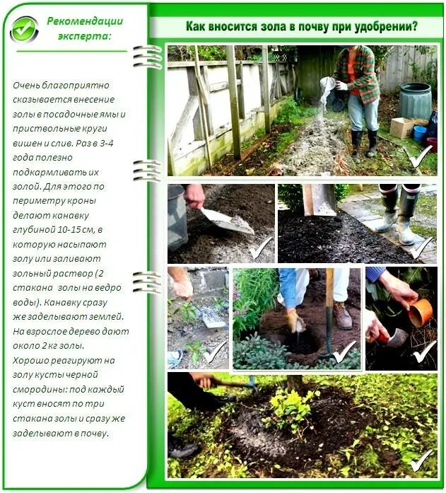 Растения не любят золу. Растения любят золу. Зола древесная на растениях. Зола древесная. Каким растениям нельзя золу.