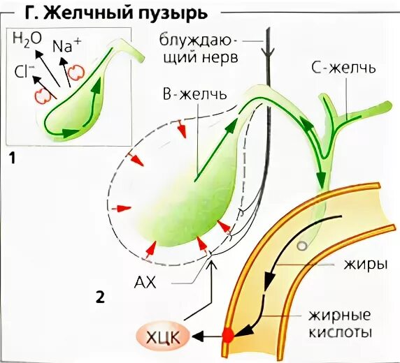 Схема механизма образования желчи. Регуляция выведения желчи в кишечник. Блуждающий нерв и желчный пузырь. Регуляция выработки желчи. Уменьшенный желчный пузырь