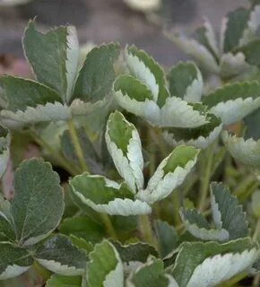 У клубники скручиваются листья лодочкой что делать