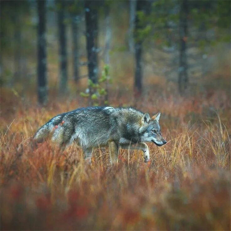 Волк по лесу бежал. Волк в прыжке. Бегущая с волками. Волк. Волчица бежит.
