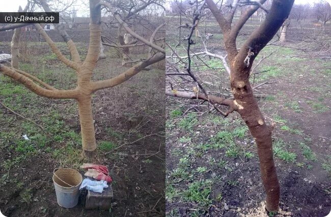 Погрызли яблоню. Мыши погрызли яблоню. Поврежден ствол яблони. Можно ли спасти яблоню