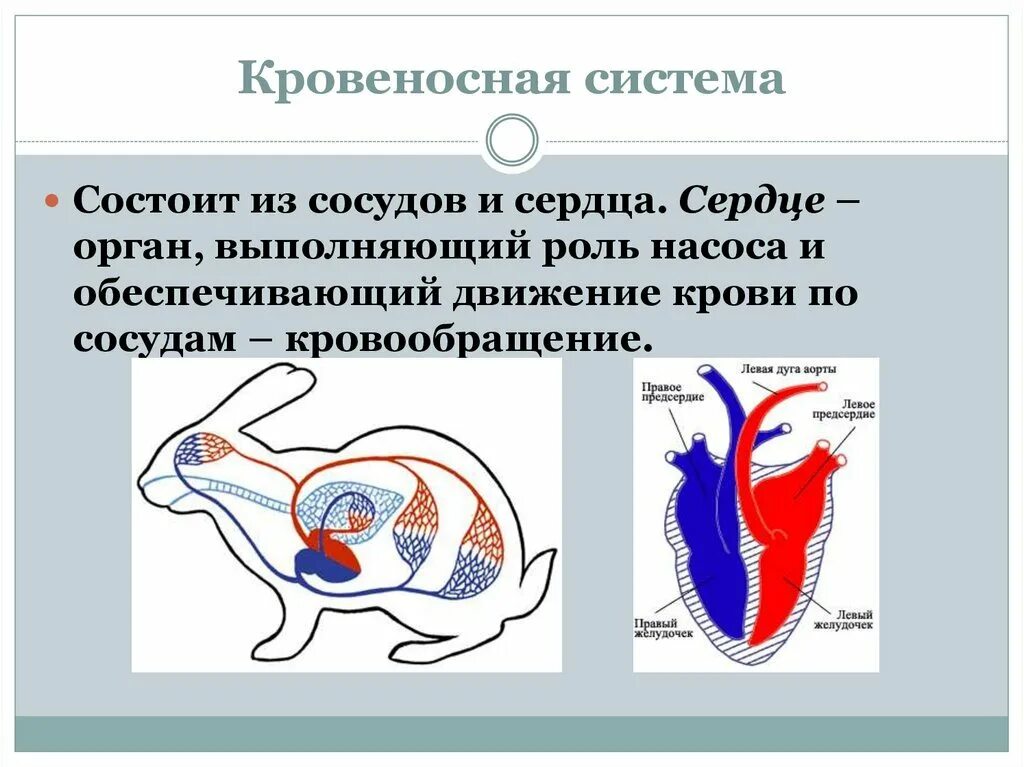 Строение кровеносной системы животных. Кровеносная система животных схема. Схема органы кровеносной системы животных. Схема строение кровеносной системы у животных. Особенности кровообращения млекопитающих