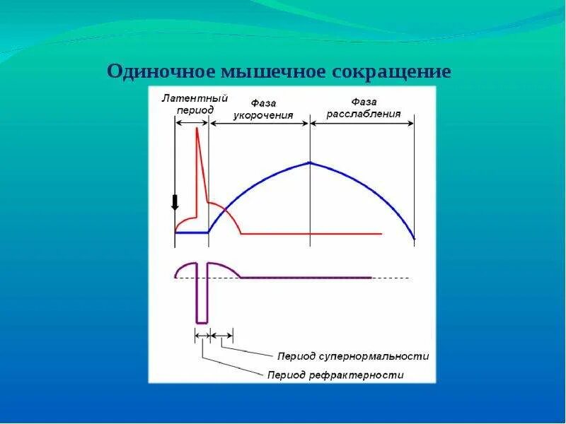 Фазы одиночного мышечного сокращения. Механические фазы одиночного мышечного сокращения. Одиночное мышечное сокращение его фазы. Кривая одиночного мышечного сокращения. Какой ток вызывает сокращение мышц