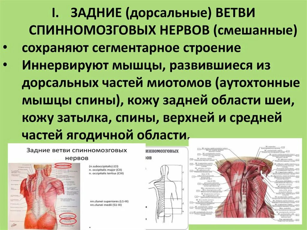 Передняя и задняя ветви спинномозговых нервов. Сплетения передних ветвей спинномозговых нервов. Задние ветви спинномозговых нервов иннервируют. Аутохтонные мышцы спины.