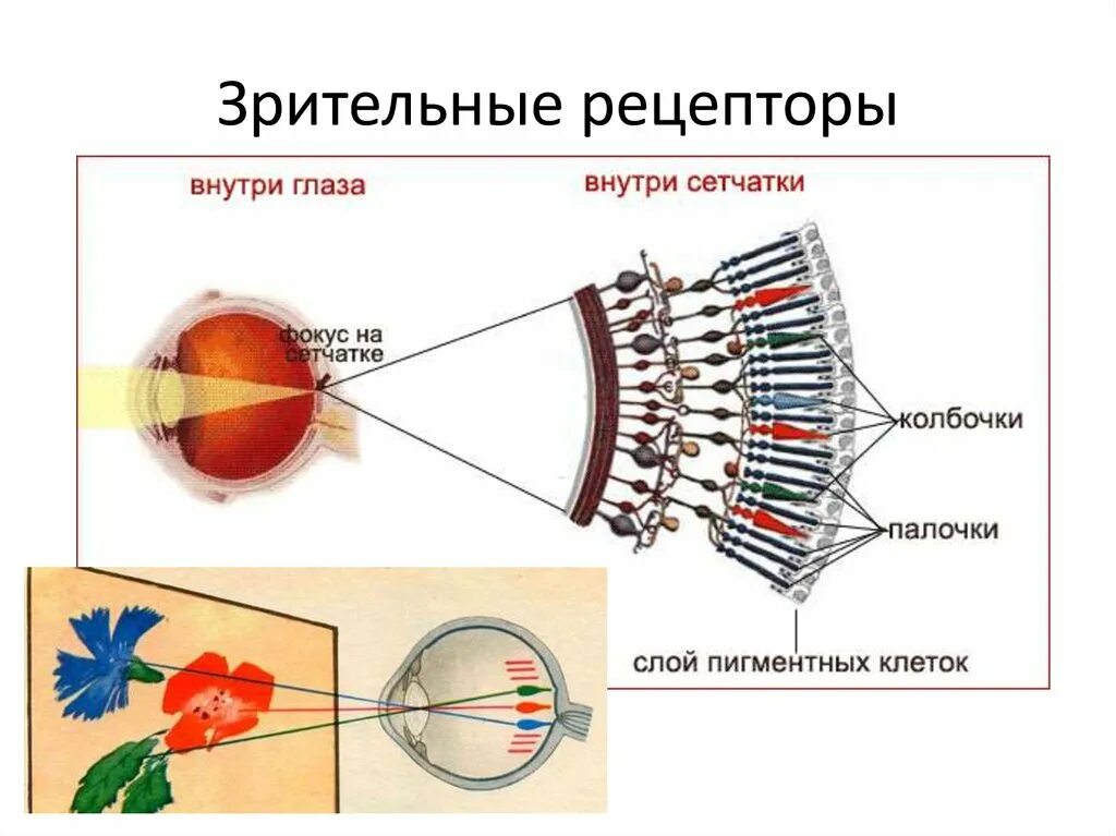 Зрительные рецепторы это. Рецепторы зрительной системы. Строение глаза колбочки и палочки. Зрительный анализатор строение палочки. Зрительный анализатор рецепторы сетчатки глаза.