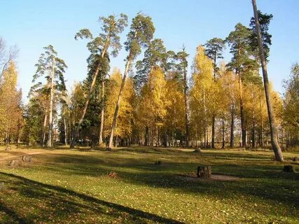 Выкса фото парка
