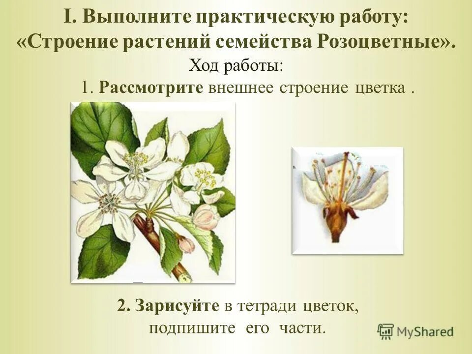 розоцветные строение цветка. практическая работа строение растений семейства розоцветные. строение цветка семейства розоцветных. практическая работа строение растений семейства розоцветные. строение цветка семейства розоцветных.