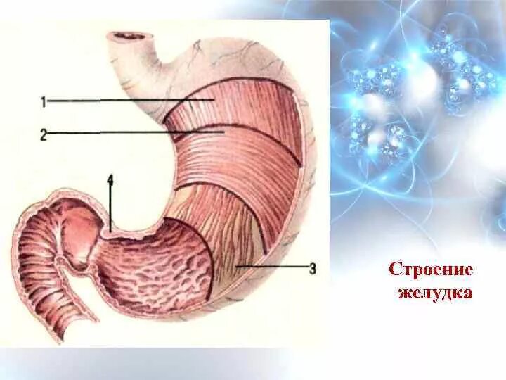 Внутренняя поверхность кишечника. Оболочки стенки желудка анатомия. Мышечная оболочка желудка анатомия. Строение желудка слои желудка.