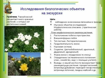 Высший биологический объект