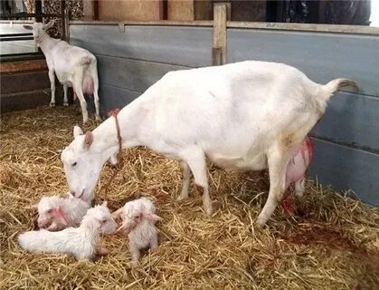 Сколько ходит котная коза