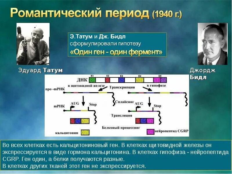 1 ген 1 полипептид. Концепция один ген один фермент. Гипотеза бидла Татума. Гипотеза 1 ген 1 фермент. Бидл и Татум один ген один фермент.