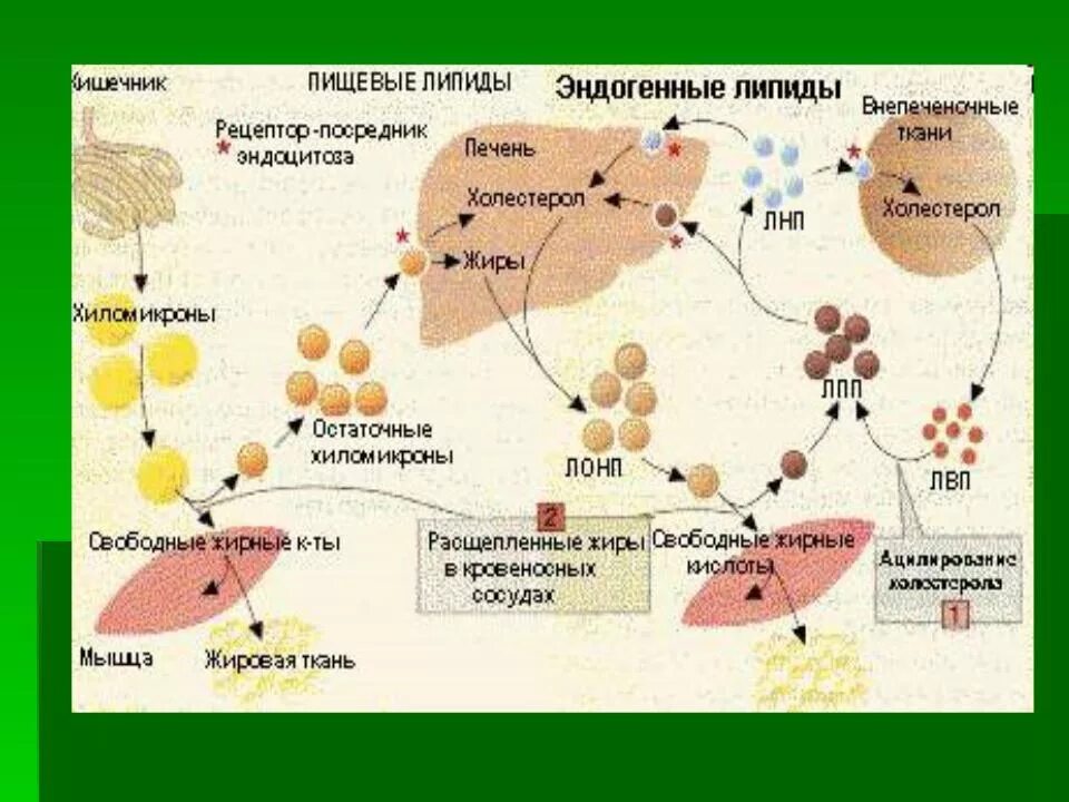 Ферменты расщепления липидов. Функции липидов и липопротеидов в плазме крови. Простетическая группа липопротеинов. Строение липопротеинов биохимия. Схема метаболизма липидов в печени.