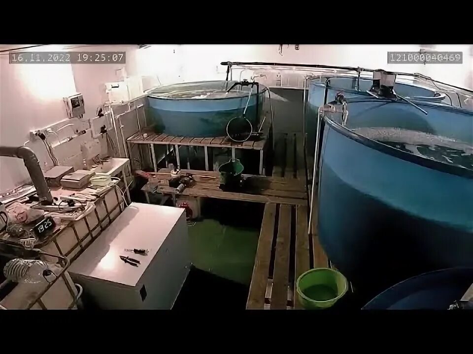 Рыбная ферма из еврокубов. Разведение рыбы в узв. Узв видео. Узв из поликарбоната. Узв осетр 400.