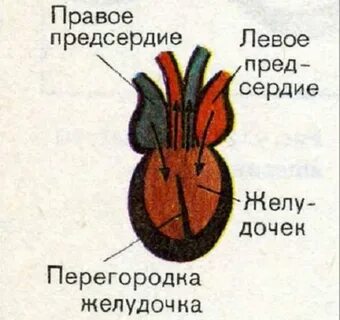 Строение сердца у пресмыкающегося