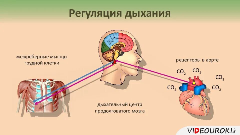 Вспомните как регулируется дыхание у человека зная. Нейрогормональная регуляция. Рецепторы гуморальная регуляция дыхания?. Нейрогуморальная регуляция схема. Гуморальная регуляция схема.