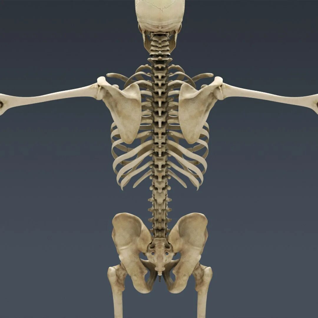 Bone 3d