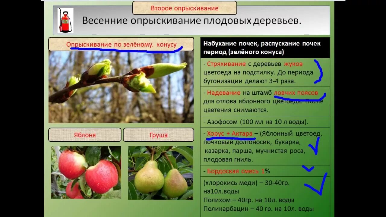 Опрыскивание деревьев весной от вредителей. Опрыскивание деревьев. средство для опрыскивания плодовых деревьев. схема опрыскивания деревьев. схема опрыскивания плодовых деревьев весной.