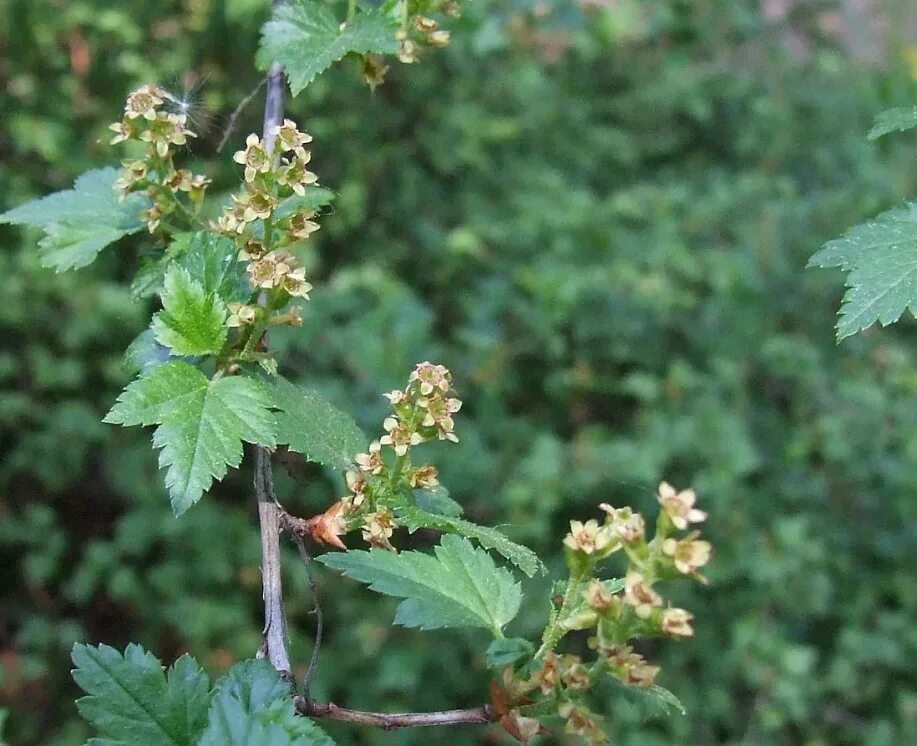 Трава смородины. Смородина золотистая лист. Трава смородины. Смородина черная (ribes nigrum l. Смородина биберштейна.