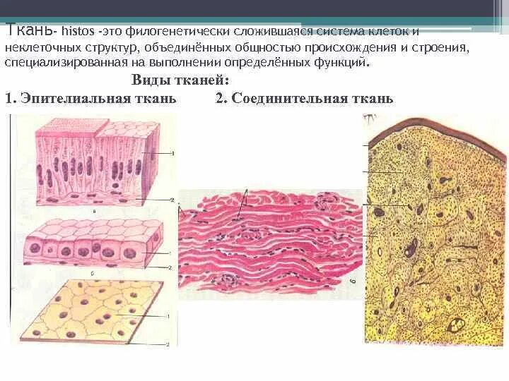 Неклеточные структуры тканей. Неклеточные структуры клетки гистология. виды неклеточных структур гистология. виды клеточных контактов.