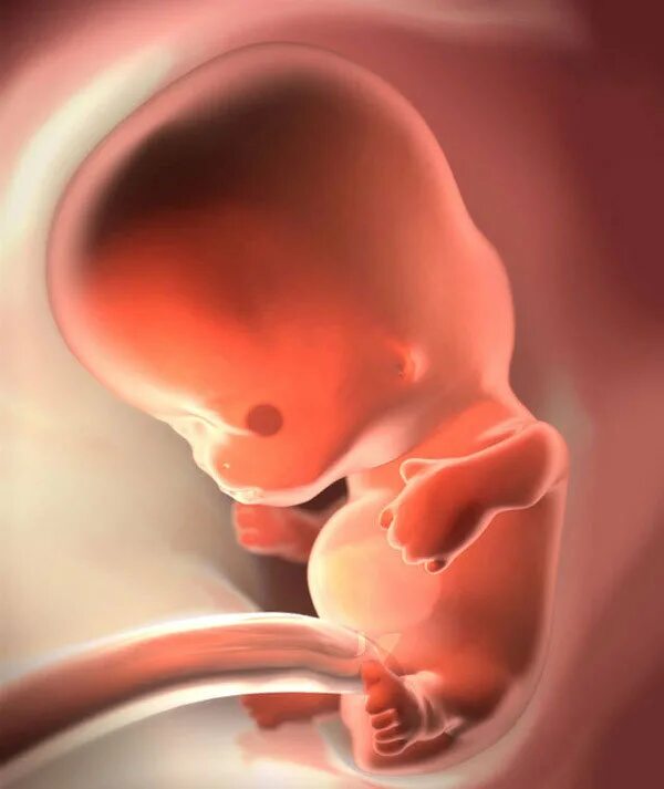 Эмбрион на 8 неделе беременности. 8 Недель беременности фото эмбриона. Плод 7-8 недель беременности. Фото 8 недель беременности фото плода. Что происходит на 8 неделе