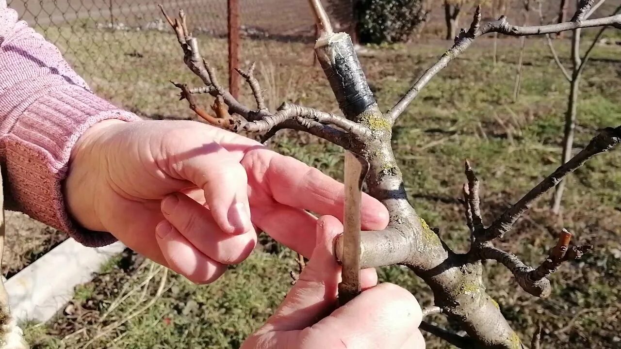 Прививка яблони в расщеп видео. Окулировка яблони весной. Прививка груши в расщеп весной. Прививка груши в расщеп. Прививка яблони на дичку весной.