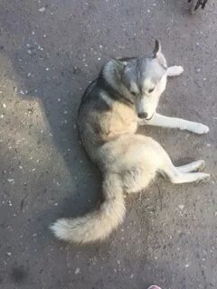 Найдена собака свердловская область