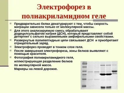 Методы изучения биологии электрофорез