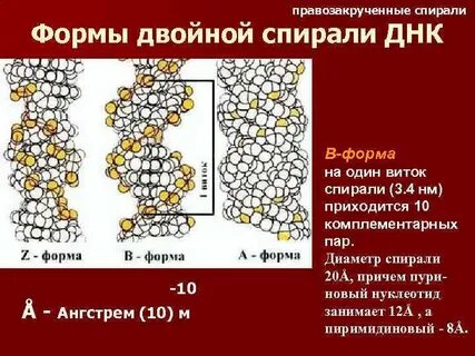 3 спирали днк