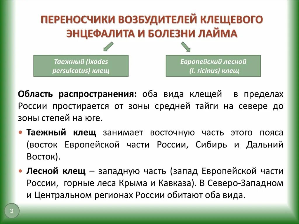 Таежный клещ является переносчиком энцефалита. Таежный клещ является переносчиком энцефалита