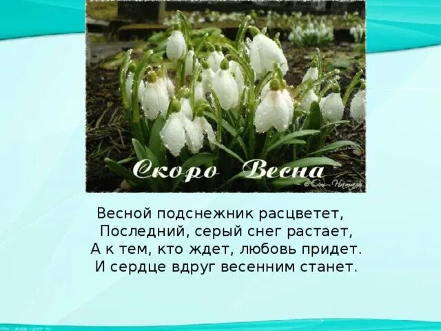 Стих про подснежник короткий. Красивое четверостишье о подснежнике. Стих про Подснежник. И расцвел Подснежник стих. Стих и расцвёл Подснежник стихотворение.