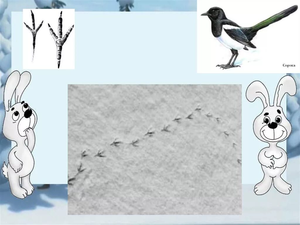 следы зайца зимой на снегу. след зайца рисунок. следы животных и птиц. следы зайца на снегу. следы зайца.