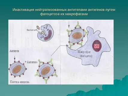 Макрофаги антитела