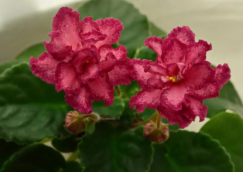 Фиалка ек вдохновение. Фиалки на окне фото. Фиалка ф кузнечик. Фиалка полумини алиса. Сорт фиалки жизнь прекрасна.