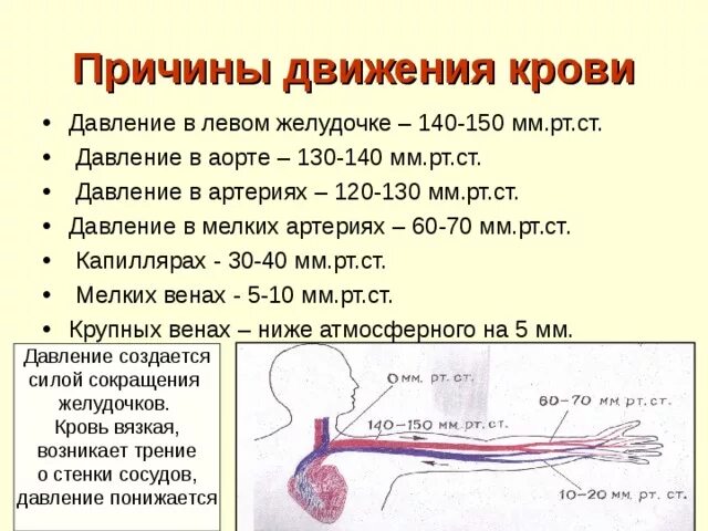 Сколько течет кровь. Причины движения крови по артериям венам капиллярам. Причины движения крови по артериям. Кровяное давление в аорте. Причины движения крови по сосудам.