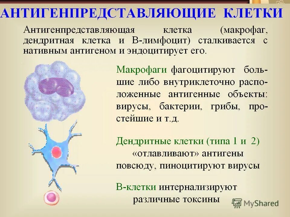 Макрофаги и дендритные клетки. Дендритные антигенпредставляющие клетки. Антигенпредставляющие клетки антигенпредставляющие клетки. Макрофаги это клетки. Макрофаги иммунный ответ