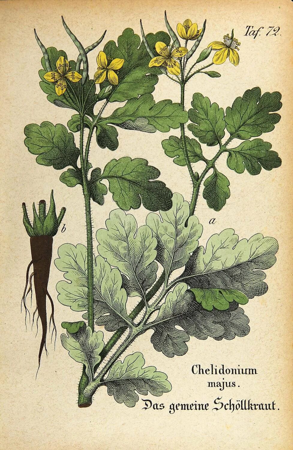 Корень чистотела. Чистотел Chelidonium majus. Чистотел большой (Chelidonium majus l.). Chelidonium majus Ботаническая иллюстрация. Чистотел Фармакогнозия.