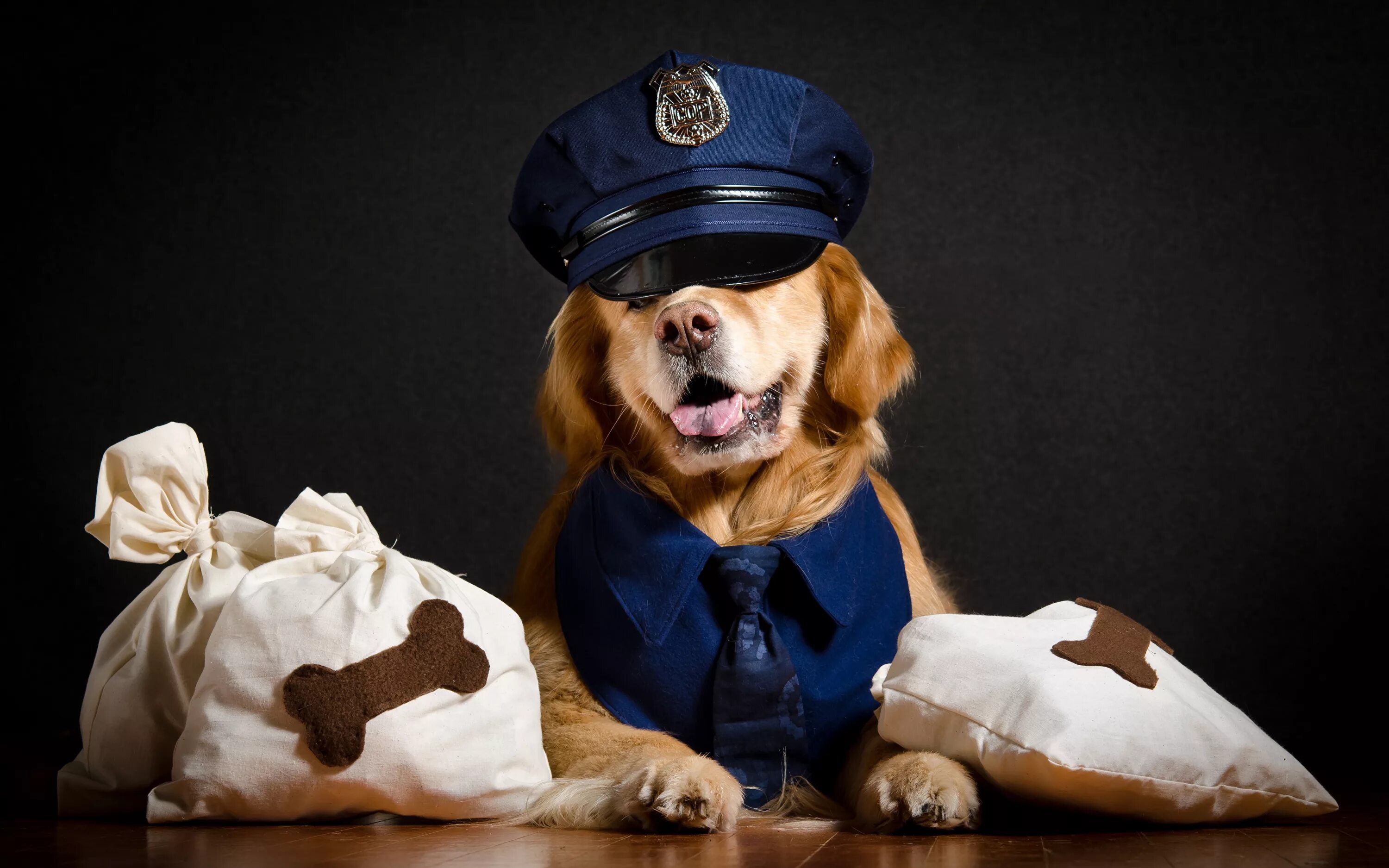 Собака в фуражке. Собака спортсмен. Dog dps. Костюм собаки. Собака в форме.