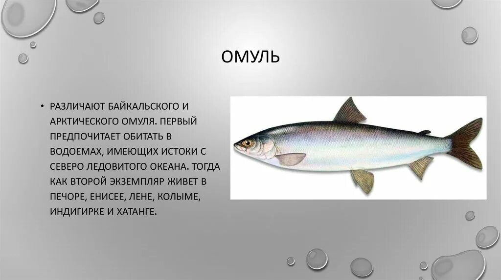 Coregonus nelsonii. Каспийский омуль. Омуль размеры. Coregonus widegreni. Омуль картинки.
