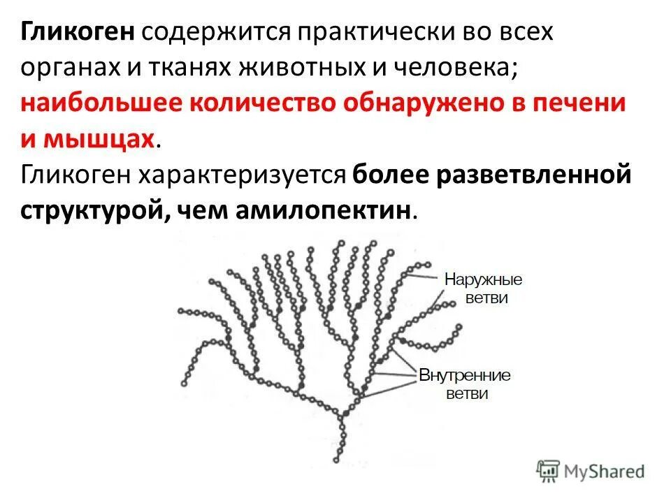 Гликоген выполняет функцию. Гликоген строение. гликоген содержится в. гликоген состоит из остатков. строение и биологическая роль гликогена.