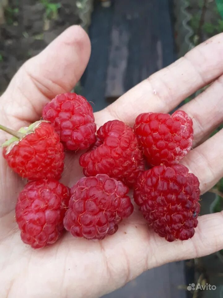 Малина ремонтантная брянское диво. Малина сорт брянское диво. Малина сорт брянское диво. Малина сорт брянское диво. Малина ремонтантная брянское диво.