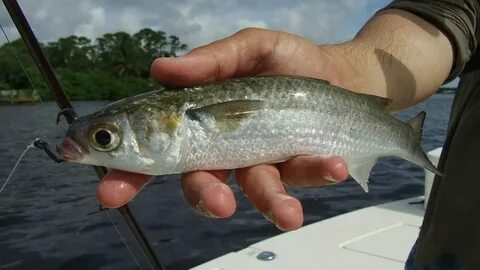 Fishing living